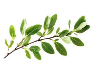 Closeup of green twig with fresh leaves isolated on white or transparent background