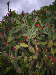prickly pear cactus