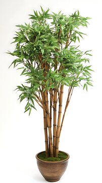 Beautiful potted bamboo plant with lush green leaves and textured brown pot isolated on white background.
