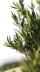 Fototapeta premium Close up high resolution photo of vibrant green leaves against a bright white backdrop.
