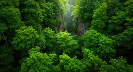 Fototapeta premium Lush Green Forest Canyon Aerial View Nature Scenery Tranquil Summer Landscape
