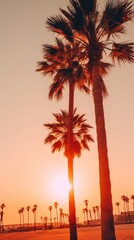 Palm trees sky sun sunlight.