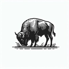 Engraved Bison Grazing Illustration suitable for editorial use