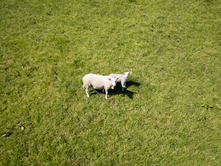 Aerial drone shot: Two sheep, an adult and a lamb, on a lush green meadow in rural Norway, summer day.