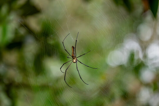 Giant wood spider female on web (Nephilia maculata), Matheran, Maharashtra, India 