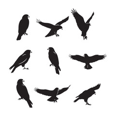 Obraz premium Silhouette set of hawk on white background