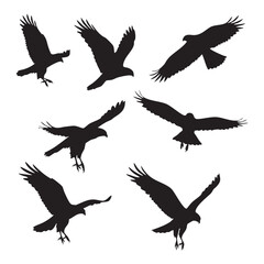 Fototapeta premium Silhouette set of hawk on white background