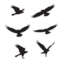 Obraz premium Silhouette set of hawk on white background