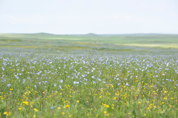 Blooming spring steppe on the Black Sea coast in Crimea