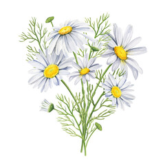 Watercolor bouquet from white daisy flowers, twigs, bud, hand drawn wild field chamomile, head of flowers in bloom, marguerite, nature, flower fields on white background for textile, fabric decoration