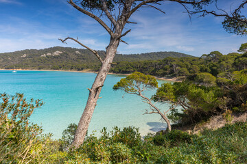 La végétation de l'Île de Porquerolles au sud de la France