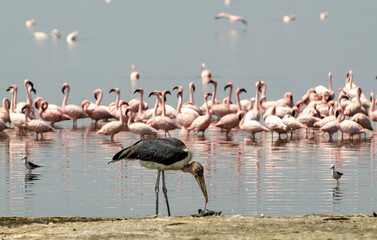 Fototapeta premium Marabout d'Afrique,.Leptoptilos crumenifer, Marabou Stork, Flamant nain, phoenicopterus minor, Lesser Flamingo, Parc national de Nakuru, Kenya