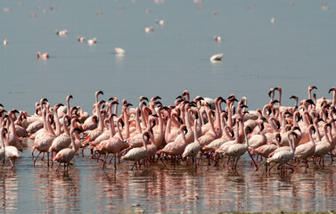 Flamant nain, phoenicopterus minor, Lesser Flamingo, Parc national de Nakuru, Kenya