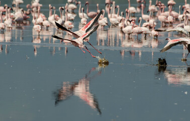 Flamant nain, phoenicopterus minor, Lesser Flamingo, colonie,  parc national du lac Bogoria, Kenya