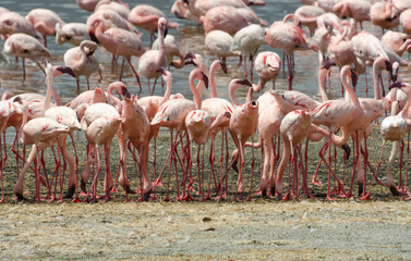 Flamant nain, phoenicopterus minor, Lesser Flamingo, colonie,  parc national du lac Bogoria, Kenya