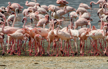 Flamant nain, phoenicopterus minor, Lesser Flamingo, colonie,  parc national du lac Bogoria, Kenya