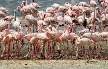 Flamant nain, phoenicopterus minor, Lesser Flamingo, colonie,  parc national du lac Bogoria, Kenya