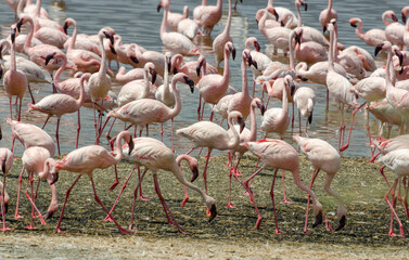Flamant nain, phoenicopterus minor, Lesser Flamingo, colonie,  parc national du lac Bogoria, Kenya