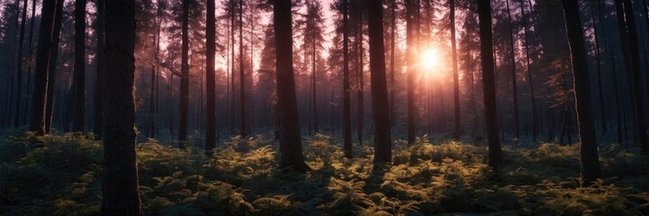 Obraz premium Sunset Forest Magical Twilight Woodscape