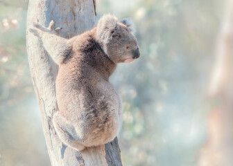 A wild koala (Phascolarctos cinereus) looking out over its shoulder from a eucalyptus tree with...