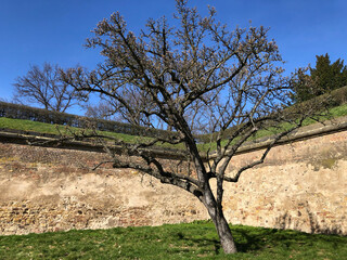 Tree in spring.