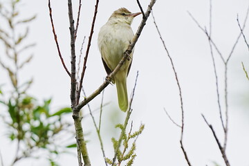 枝にとまるオオヨシキリ