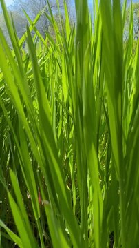 Natural video background from fresh green grass.