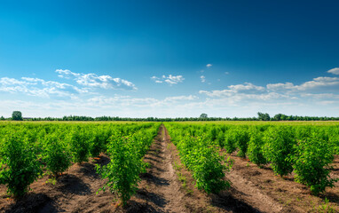 Obraz premium Landscape of green field with rows of plants to harvest. Aerial view of organic farm land with rows with bush seedlings.