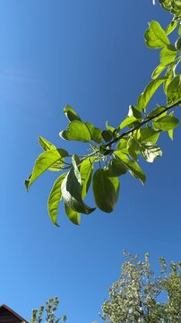 Natural video background from green leafs against blue sky.