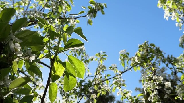 Natural video background from green leafs against blue sky.