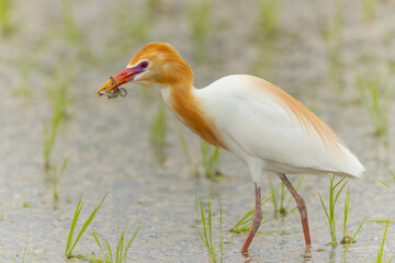 捕まえたトカゲを逃がさないようにくわえるアマサギ