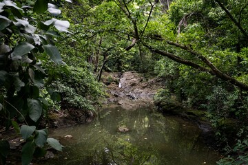 Fototapeta premium Tranquil jungle stream and lush greenery.
