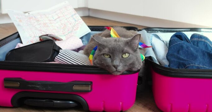 Adorable gray cat wearing vibrant rainbow collar nestling comfortably inside open suitcase surrounded by packed clothes and travel map, preparing for upcoming adventure. Concept cat and travel