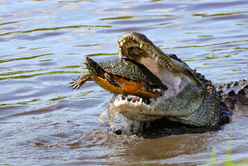 Suspended Between Life and Death Turtle in an Alligator's Jaws
