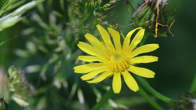 short clip of a sweat bee Halictus rubicundus on a rough hawksbeard
