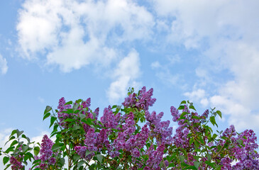 lilac flower isolated on blue sky background