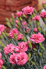 Beautiful pink carnations in a flower bed