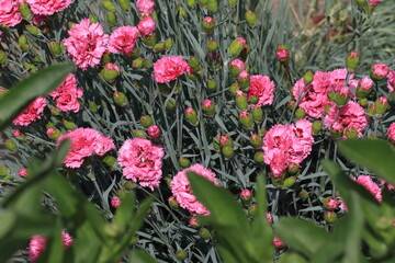 Beautiful pink carnations in a flower bed