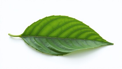 Obraz premium A solitary green leaf rests on a pristine white background, showcasing natural elegance.