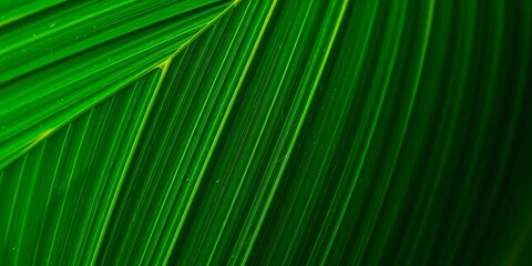 Intricate dark green palm leaf veins, close-up texture, botanical, dark green