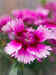 Obraz premium Delicate Pink Dianathus Flower