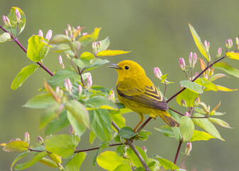 Yellow warbler perched on a flowering branch singing out in spring in Ottawa, Canada