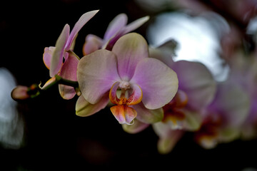 Orchid blooms showcase delicate pink and cream petals in a garden setting during springtime © Joachim