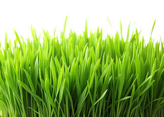 natural green grass on white background,PNG