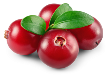 Cranberry isolated png. Cranberries with leaves on white or transparent background.. Cranberry berries with transparent shadow no background. Perfect retouched image. Full depth of field.