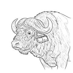 Detailed Line Art Illustration of a Majestic African Buffalo Head