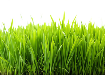 Fototapeta premium natural green grass on white background,PNG