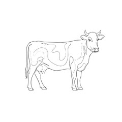 Elegant Line Art Illustration of a Cow with Unique Patchwork Markings