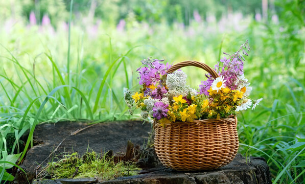 picking useful herbs, flowers in wicker basket on tree stump, forest background. Healthy medical plants harvest for preparation infusion, tea. organic vitamins of wild nature. summer background.