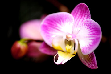 Obraz premium Vibrant purple orchid blooms beautifully against a dark background in a tranquil setting